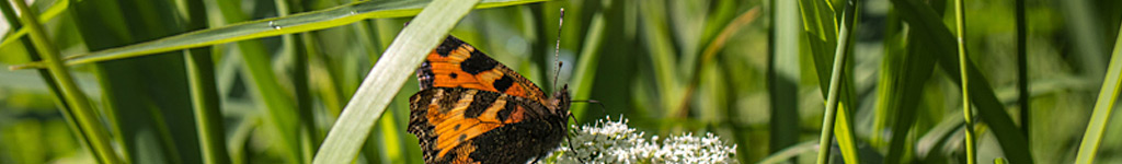 Schmetterling